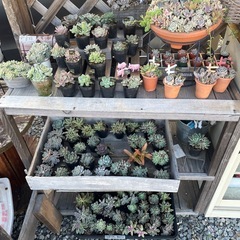 無人販売所　多肉植物の画像