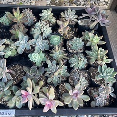 無人販売所　多肉植物の画像