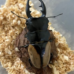 ブルマイスターツヤクワガタ♂の画像
