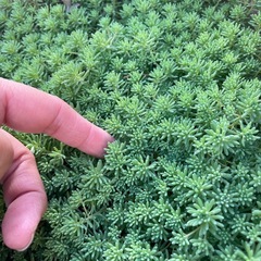 グランドカバーにの画像