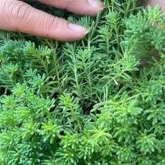 グランドカバーにの画像