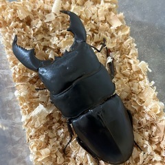 スマトラオオヒラタペアの画像