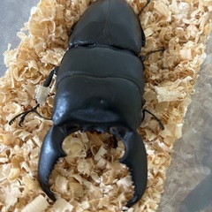 スマトラオオヒラタペアの画像