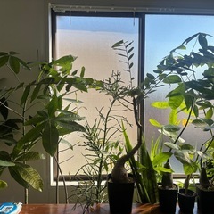 フィランサス　ミラビリス　超特大　観葉植物　塊根植物　多肉植物　ビザールプランツ　レアプランツ　ガーデニング　植物　グリーン　趣味　盆栽　葉　花　庭　草　インテリア　おしゃれ　飾り　園芸　の画像