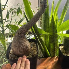 フィランサス　ミラビリス　超特大　観葉植物　塊根植物　多肉植物　ビザールプランツ　レアプランツ　ガーデニング　植物　グリーン　趣味　盆栽　葉　花　庭　草　インテリア　おしゃれ　飾り　園芸　の画像