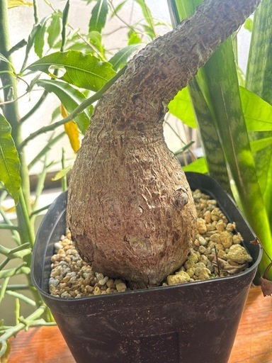 フィランサス　ミラビリス　超特大　観葉植物　塊根植物　多肉植物　ビザールプランツ　レアプランツ　ガーデニング　植物　グリーン　趣味　盆栽　葉　花　庭　草　インテリア　おしゃれ　飾り　園芸