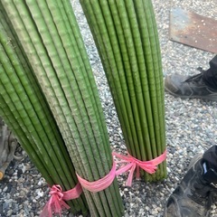 受渡者決定❗️値下げ⭐️❹格安【新品】タキロンカラー鋼管１束５０本の画像