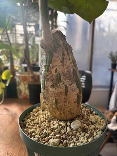 ボンバックス　プセウドボンバックスエリプティクム　観葉植物　塊根植物　多肉植物　ビザールプランツ　レアプランツ　ガーデニング　植物　グリーン　趣味　盆栽　葉　花　庭　草　インテリア　おしゃれ　飾り　園芸