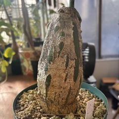 ボンバックス　プセウドボンバックスエリプティクム　観葉植物　塊根植物　多肉植物　ビザールプランツ　レアプランツ　ガーデニング　植物　グリーン　趣味　盆栽　葉　花　庭　草　インテリア　おしゃれ　飾り　園芸　の画像