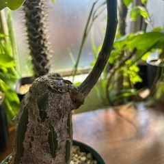 ボンバックス　プセウドボンバックスエリプティクム　観葉植物　塊根植物　多肉植物　ビザールプランツ　レアプランツ　ガーデニング　植物　グリーン　趣味　盆栽　葉　花　庭　草　インテリア　おしゃれ　飾り　園芸　の画像