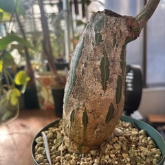 ボンバックス　プセウドボンバックスエリプティクム　観葉植物　塊根植物　多肉植物　ビザールプランツ　レアプランツ　ガーデニング　植物　グリーン　趣味　盆栽　葉　花　庭　草　インテリア　おしゃれ　飾り　園芸　の画像