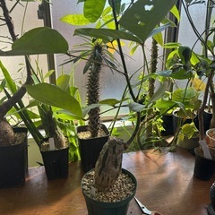 ボンバックス　プセウドボンバックスエリプティクム　観葉植物　塊根植物　多肉植物　ビザールプランツ　レアプランツ　ガーデニング　植物　グリーン　趣味　盆栽　葉　花　庭　草　インテリア　おしゃれ　飾り　園芸　の画像