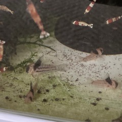 コリドラスコルレアの画像