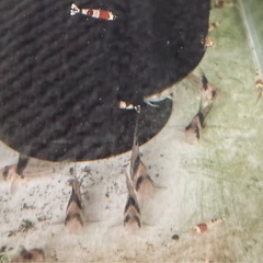 コリドラスコルレアの画像