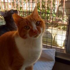 らい♂　推定5～6歳　人懐こい茶白　11月22日㈯島忠ホー…