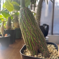 ボンバックス　プセウドボンバックス　エリプティクム　コレクション株　観葉植物　塊根植物　多肉植物　ビザールプランツ　レアプランツ　ガーデニング　植物　グリーン　趣味　盆栽　葉　花　庭　草　インテリア　おしゃれ　飾り　園芸　の画像