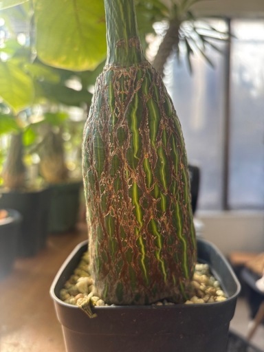 ボンバックス　プセウドボンバックス　エリプティクム　コレクション株　観葉植物　塊根植物　多肉植物　ビザールプランツ　レアプランツ　ガー
