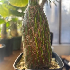 ボンバックス　プセウドボンバックス　エリプティクム　コレクション株　観葉植物　塊根植物　多肉植物　ビザールプランツ　レアプランツ　ガーデニング　植物　グリーン　趣味　盆栽　葉　花　庭　草　インテリア　おしゃれ　飾り　園芸　の画像