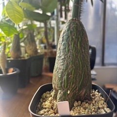 ボンバックス　プセウドボンバックス　エリプティクム　コレクション株　観葉植物　塊根植物　多肉植物　ビザールプランツ　レアプランツ　ガーデニング　植物　グリーン　趣味　盆栽　葉　花　庭　草　インテリア　おしゃれ　飾り　園芸　の画像