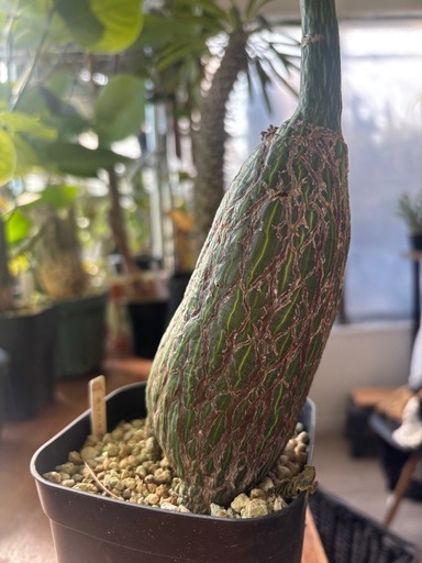 ボンバックス　プセウドボンバックス　エリプティクム　コレクション株　観葉植物　塊根植物　多肉植物　ビザールプランツ　レアプランツ　ガーデニング　植物　グリーン　趣味　盆栽　葉　花　庭　草　インテリア　おしゃれ　飾り　園芸