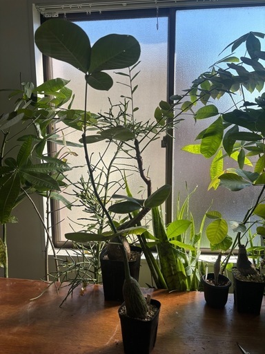 ボンバックス　プセウドボンバックス　エリプティクム　コレクション株　観葉植物　塊根植物　多肉植物　ビザールプランツ　レアプランツ　ガー