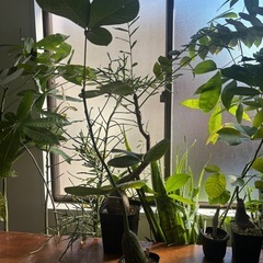 ボンバックス　プセウドボンバックス　エリプティクム　コレクション株　観葉植物　塊根植物　多肉植物　ビザールプランツ　レアプランツ　ガーデニング　植物　グリーン　趣味　盆栽　葉　花　庭　草　インテリア　おしゃれ　飾り　園芸　の画像