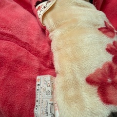 西川ローズ肌ふとんの画像