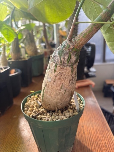 ボンバックス　プセウドボンバックス　エリプティクム　観葉植物　塊根植物　多肉植物　ビザールプランツ　レアプランツ　ガーデニング　植物　グリーン　趣味　盆栽　葉　花　庭　草　インテリア　おしゃれ　飾り　園芸　　パキラ