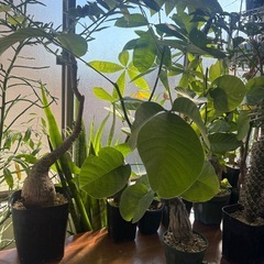 ボンバックス　プセウドボンバックス　エリプティクム　観葉植物　塊根植物　多肉植物　ビザールプランツ　レアプランツ　ガーデニング　植物　グリーン　趣味　盆栽　葉　花　庭　草　インテリア　おしゃれ　飾り　園芸　　パキラの画像