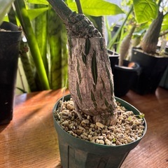 ボンバックス　プセウドボンバックス　エリプティクム　観葉植物　塊根植物　多肉植物　ビザールプランツ　レアプランツ　ガーデニング　植物　グリーン　趣味　盆栽　葉　花　庭　草　インテリア　おしゃれ　飾り　園芸　　パキラの画像