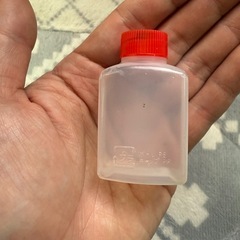 ミジンコの画像