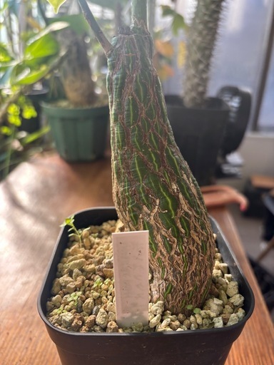 ボンバックス　プセウドボンバックス　エリプティクム　観葉植物　塊根植物　多肉植物　ビザールプランツ　レアプランツ　ガーデニング　植物　グリーン　趣味　盆栽　葉　花　庭　草　インテリア　おしゃれ　飾り　園芸　 Amazon.co.jp: プセウドボンバックス：エリプチクム（実生4年株） 3号