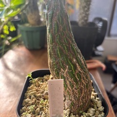 ボンバックス　プセウドボンバックスエリプティクム　観葉植物　塊根植物　多肉植物　ビザールプランツ　レアプランツ　ガーデニング　植物　グリーン　趣味　盆栽　葉　花　庭　草　インテリア　おしゃれ　飾り　園芸　　パキラの画像