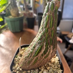 ボンバックス　プセウドボンバックスエリプティクム　観葉植物　塊根植物　多肉植物　ビザールプランツ　レアプランツ　ガーデニング　植物　グリーン　趣味　盆栽　葉　花　庭　草　インテリア　おしゃれ　飾り　園芸　　パキラの画像