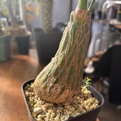 ボンバックス　プセウドボンバックスエリプティクム　観葉植物　塊根植物　多肉植物　ビザールプランツ　レアプランツ　ガーデニング　植物　グリーン　趣味　盆栽　葉　花　庭　草　インテリア　おしゃれ　飾り　園芸　　パキラの画像