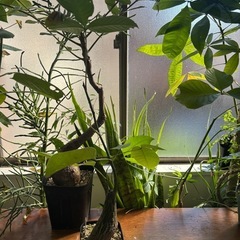 ボンバックス　プセウドボンバックスエリプティクム　観葉植物　塊根植物　多肉植物　ビザールプランツ　レアプランツ　ガーデニング　植物　グリーン　趣味　盆栽　葉　花　庭　草　インテリア　おしゃれ　飾り　園芸　　パキラの画像