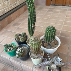 サボテン②とアロエの画像