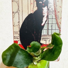 ビカクシダ　ヒリーサタヒップ×ストーム　板付サイズ　の画像