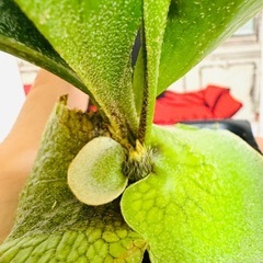 ビカクシダ　ヒリーサタヒップ×ストーム　板付サイズ　の画像