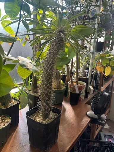 パキポディウム　ラメリー　観葉植物　塊根植物　多肉植物　ビザールプランツ　レアプランツ　ガーデニング　植物　グリーン　趣味　盆栽　葉　花　庭　草　インテリア　おしゃれ　飾り　園芸　
