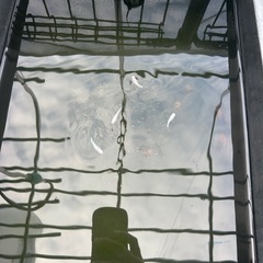 🔥【激安】改良メダカ！ペア1000〜／容器セット1700〜🔥の画像