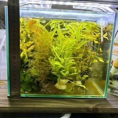 お手頃水草(3種類)の画像