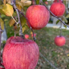 りんご  ふじの画像