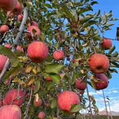 りんご  ふじの画像