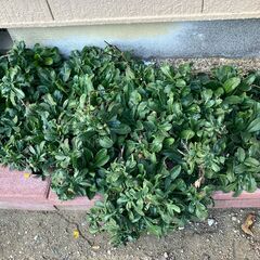 カレンデュラ・スーパーデージーの大株４つ地植えを抜いて持ち帰りいただけますの画像