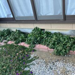 カレンデュラ・スーパーデージーの大株４つ地植えを抜いて持ち帰りいただけますの画像