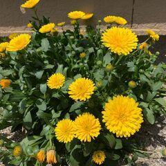 カレンデュラ・スーパーデージーの大株４つ地植えを抜いて持ち帰りいただけますの画像