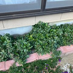 カレンデュラ・スーパーデージーの大株４つ地植えを抜いて持ち帰りいただけますの画像