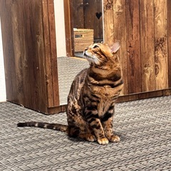 ベンガル猫（繁殖屋よりレスキュー）♂5歳 - 守口市