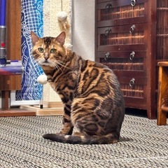 ベンガル猫（繁殖屋よりレスキュー）♂5歳 − 大阪府